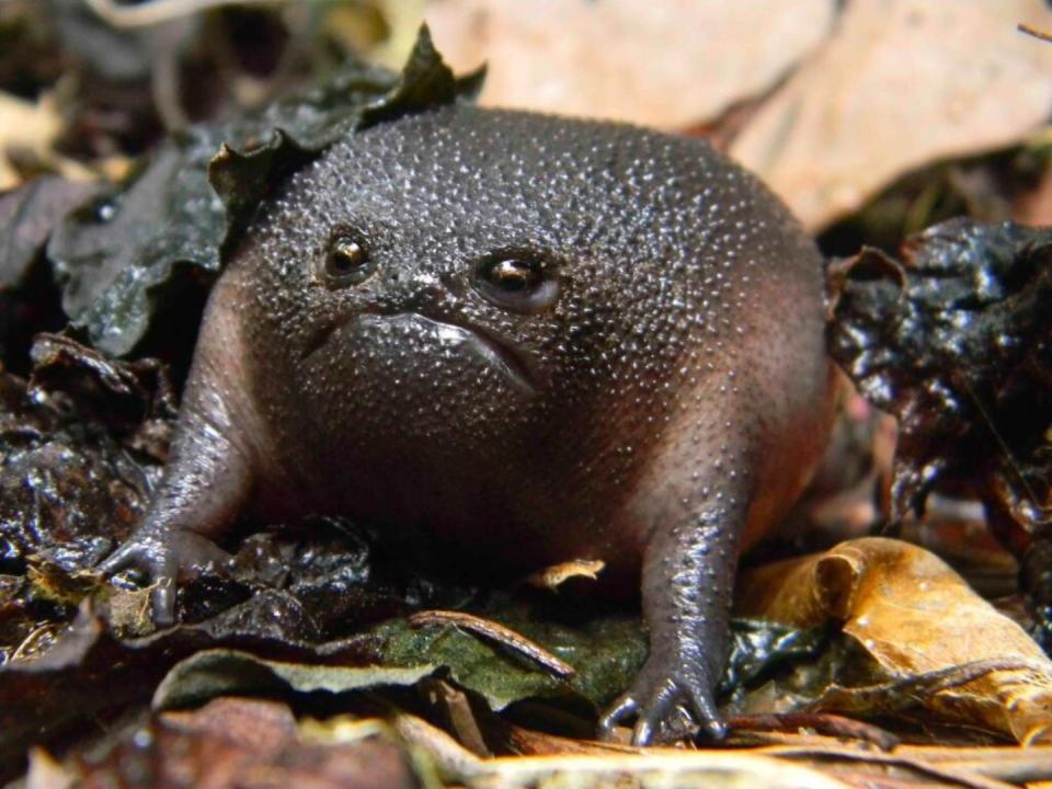 No. Pese a lo que puede parecer, este adorable anfibio no está enfadado ni triste. Se trata de una rana negra de lluvia, un animal bastante extraño por su forma redondeada y sus ojos y boca característicos. (Foto: imgur / <a href="http://imgur.com/vVsjW9D" rel="nofollow noopener" target="_blank" data-ylk="slk:weshalljoinourhouses;elm:context_link;itc:0;sec:content-canvas" class="link ">weshalljoinourhouses</a>).