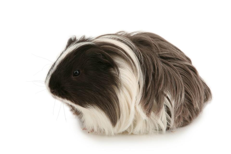 Silkie or Sheltie Guinea Pig