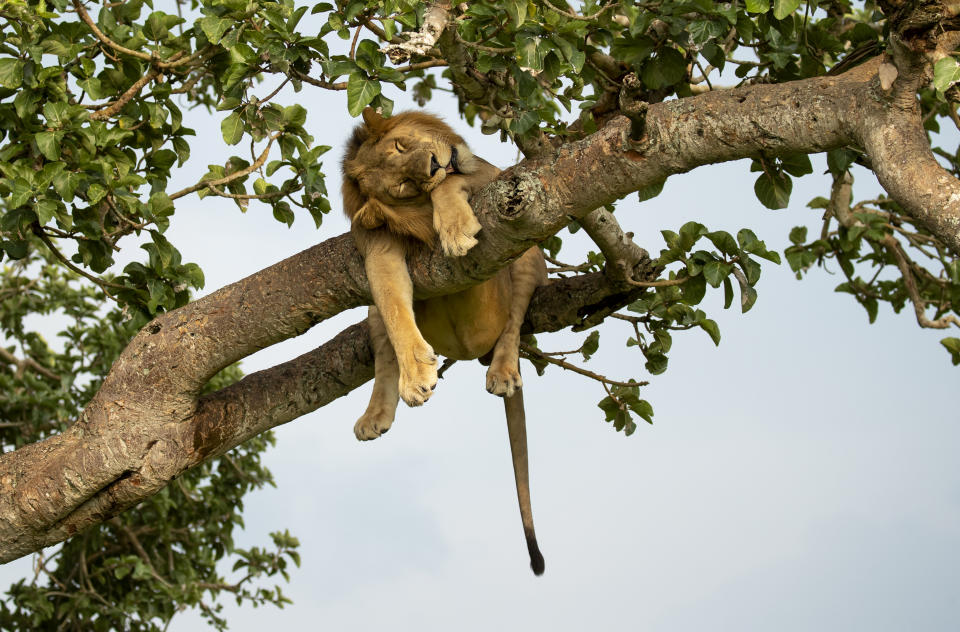 Normally if a cat got stuck up a tree you'd call the fire brigade but you might think twice with these lions, perched precariously on the branches whilst they have an afternoon nap. See National News story NNlions. One male is even draped across two branches, with his legs and tail dangling down, whilst in another the two females wedge themselves almost upright before dozing. The pics were taken by wildlife snapper Vince Burton in the Queen Elizabeth National Park in Uganda. Vince Burton, 46 from North Tuddenham in Norfolk, said: "Lions are not known for their tree climbing abilities, unlike other big cats such as leopards. 