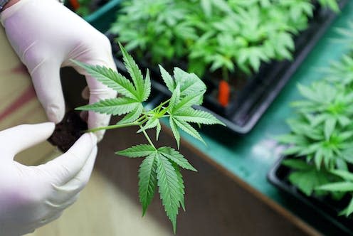 <span class="caption">Many people use cannabis to manage pain.</span> <span class="attribution"><a class="link " href="https://www.shutterstock.com/image-photo/indoors-marijuana-growing-planting-cannabis-holding-501493168" rel="nofollow noopener" target="_blank" data-ylk="slk:photolona/ Shutterstock;elm:context_link;itc:0;sec:content-canvas">photolona/ Shutterstock</a></span>