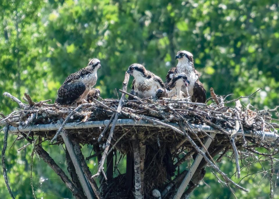 A nest of young ospreys along the Catawba River near Mount Holly.