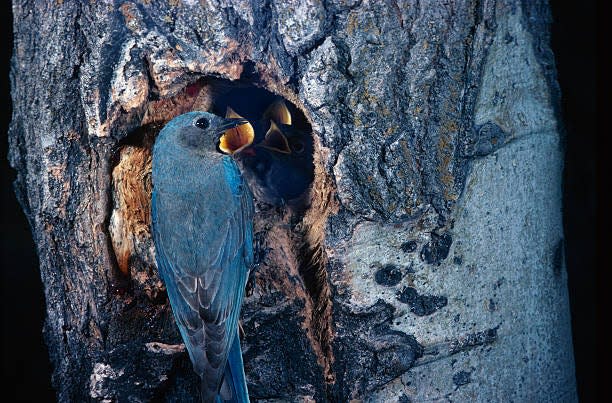 The mountain bluebird is Nevada's state bird.