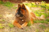 <p>Not particularly well known, this breed is <a href="https://www.akc.org/dog-breeds/eurasier/" rel="nofollow noopener" target="_blank" data-ylk="slk:a cross between a Wolf Spitz, a Chow Chow, and a Samoyed;elm:context_link;itc:0" class="link "> a cross between a Wolf Spitz, a Chow Chow, and a Samoyed</a>. The breed is one big ball of fluff, but it's also a calm, confident dog that tends to be good with kids.</p><p><strong>Height:</strong></p><ul><li>19 to 24 inches</li></ul><p><strong>Weight:</strong></p><ul><li>4o to 70 pounds</li></ul><p><strong>Life expectancy:</strong></p><ul><li>12 to 16 years</li></ul>