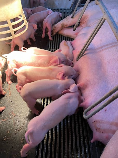 PHOTO: A mother pig nurses her litter of newborns inside the birthing barn at Boerboom AG Resources in Marshall, Minn. The farm has 4,000 sows that give birth to more than 100,000 piglets a year. (ABC News)