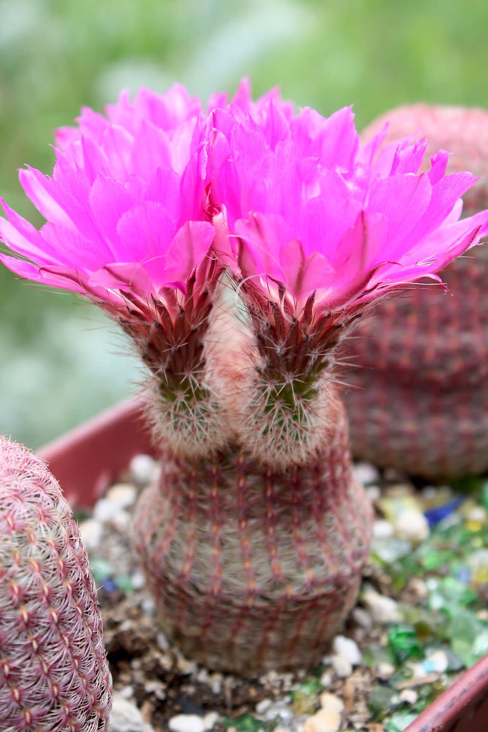 flowering cacti debra lee baldwin echinocereus rubrispinus, rainbow hedgehog