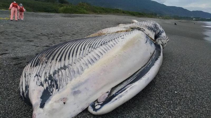 台東長濱海灘驚見一隻死亡鯨魚擱淺，當時初步研判為長須鯨，但經專家多日詳細解剖及DNA比對後，發現牠應為全世界最大的動物「藍鯨」。（翻攝自成大海洋生物暨鯨豚研究中心臉書）