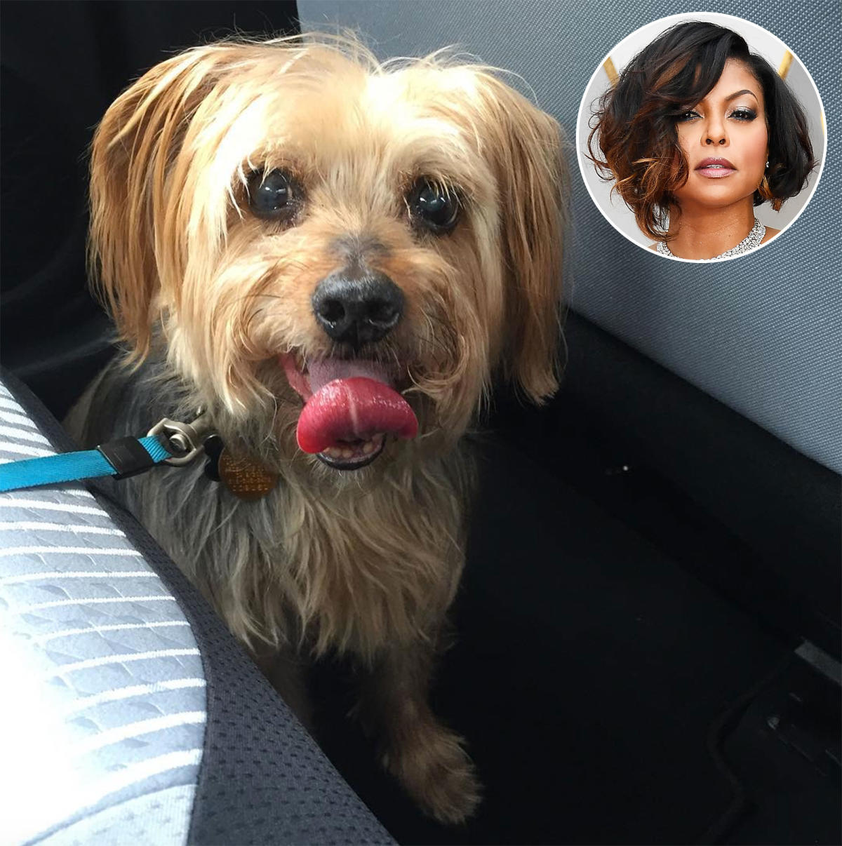 Taraji P. Henson Mourns Death of Her 16-Year-Old Dog Uncle Willie