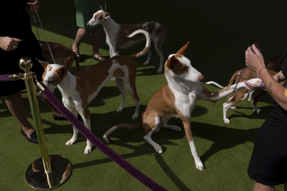 Dogs compete in breed group judging at the 148th Westminster Kennel Club Dog show, Monday, May 13, 2024, at the USTA Billie Jean King National Tennis Center in New York. (AP Photo/Julia Nikhinson)