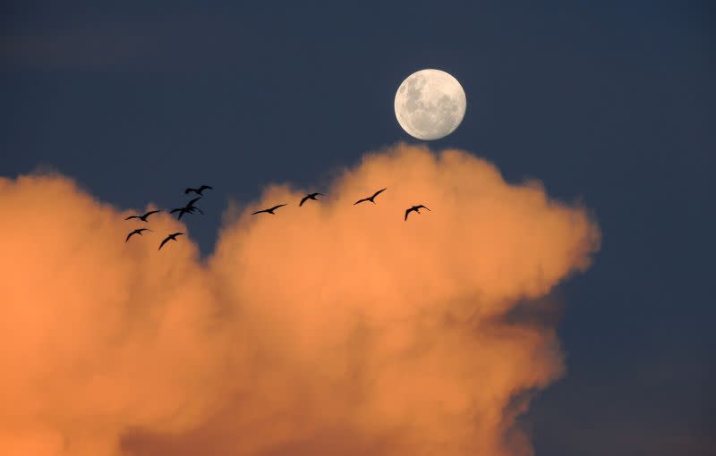 ▲今年中秋節（9/10）的月亮預估晚上6時15分開始從台灣東偏南邊的地平線升起，並在11日凌晨的0時10分達到最高仰角位置。（示意圖／取自pixabay）