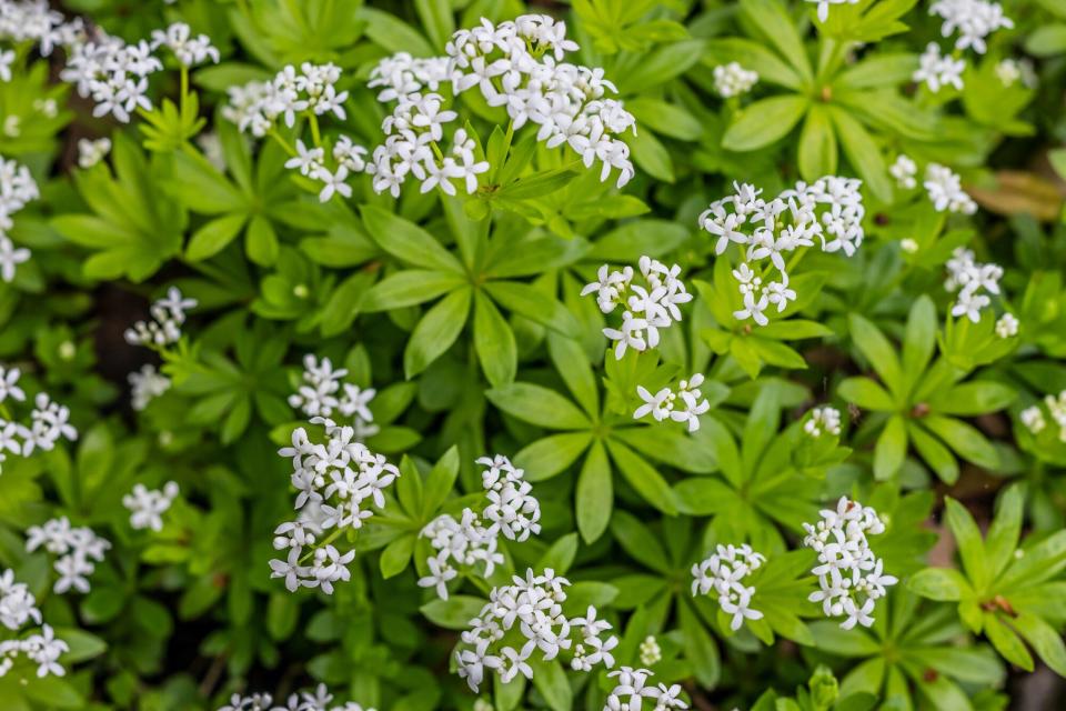 Shade Garden, Sweet Woodruff