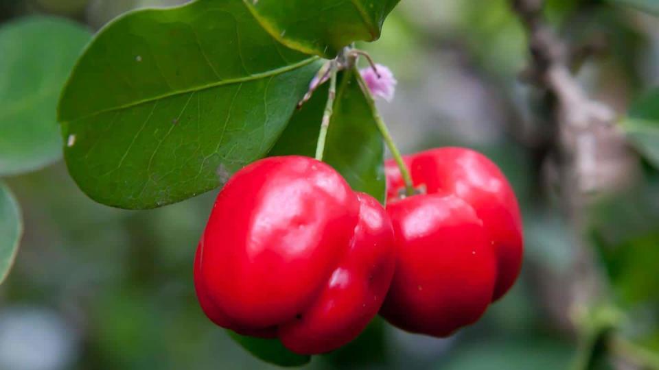 How acerola can be used as home-remedy, its health risks