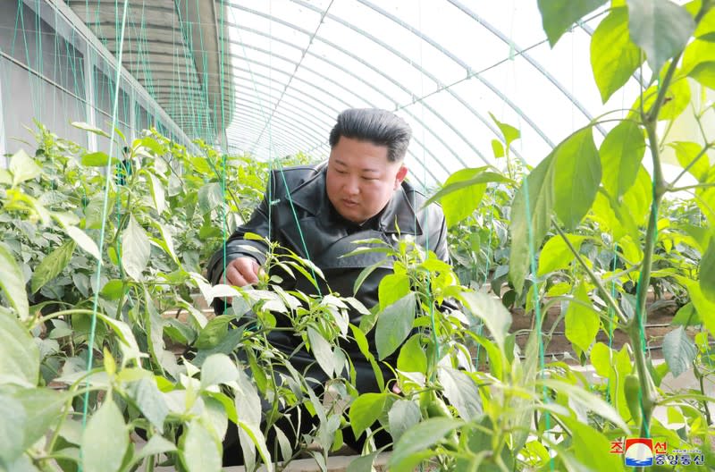 KCNA picture of North Korean leader Kim Jong Un visiting a vegetable greenhouse farm and tree nursery in Jungphyong, North Korea