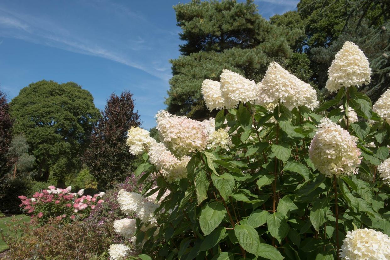 hydrangea paniculata is a deciduous shrub and native of china, japan and korea