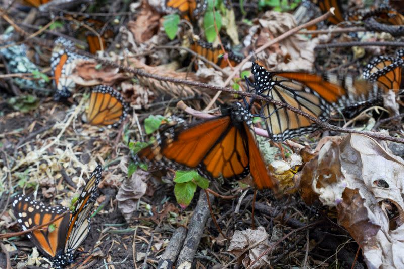 Mariposas monarca en el suelo en el santuario de El Rosario, en el estado de Michoacán, México