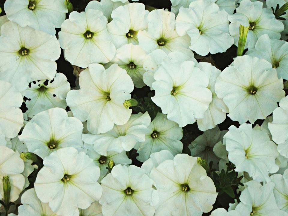 White petunias