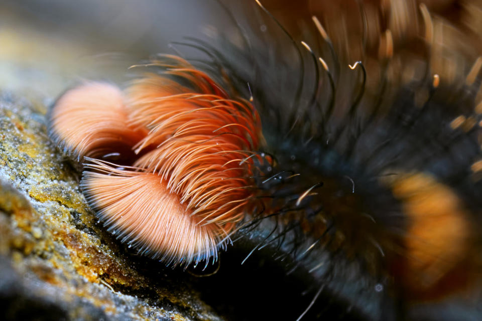 Spider photographer has a fetish for feet … all eight of them