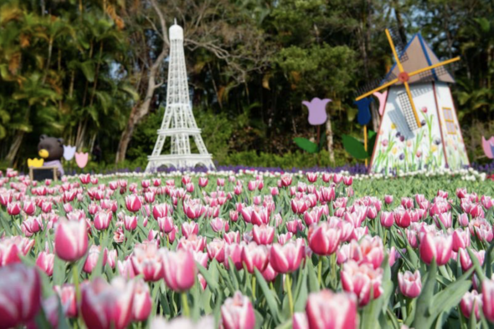 <p>士林官邸鬱金花展將持續到2月23日｜The Tulip show runs until Feb. 23, from 8 a.m. – 6 p.m. (Courtesy of the Tulip Show)</p>
