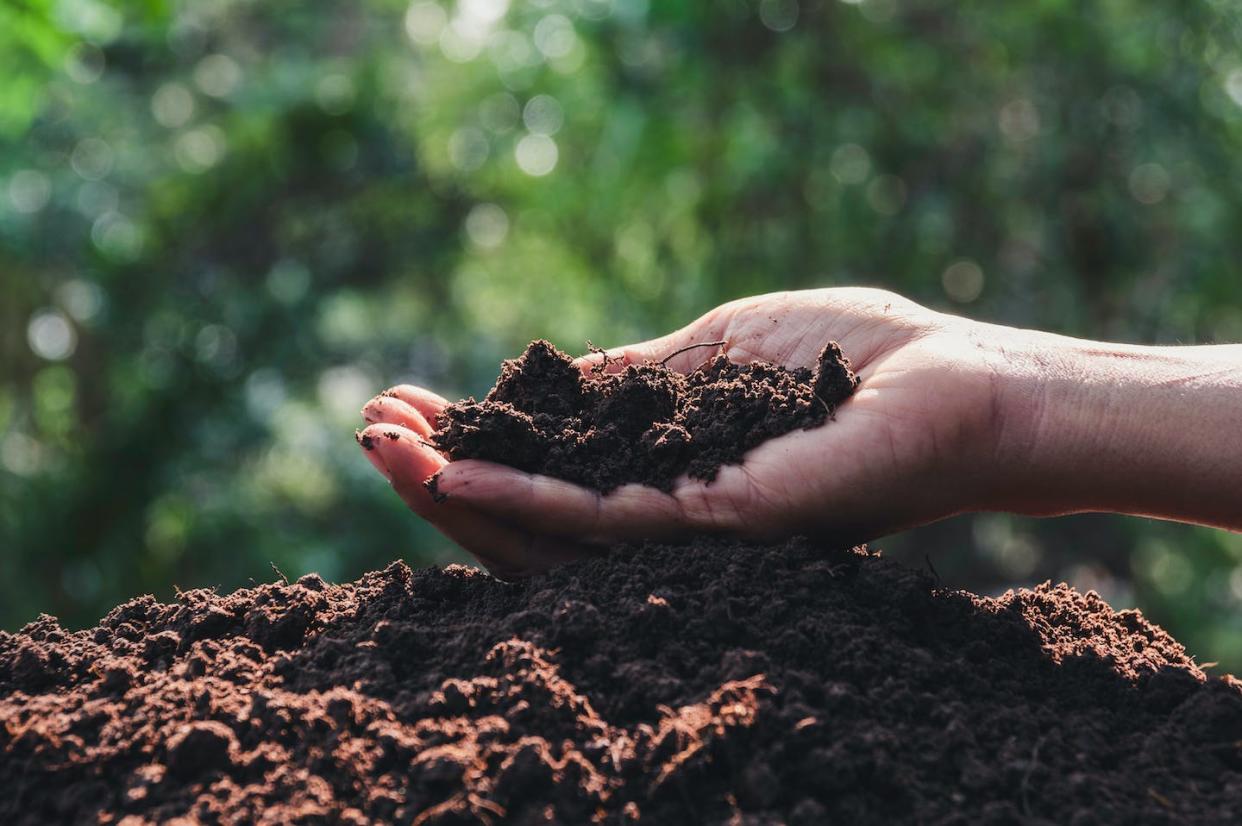 <a href="https://www.shutterstock.com/es/image-photo/hand-holding-soil-hands-planting-copy-1679359165" rel="nofollow noopener" target="_blank" data-ylk="slk:Krisana Antharith / Shutterstock;elm:context_link;itc:0;sec:content-canvas" class="link ">Krisana Antharith / Shutterstock</a>