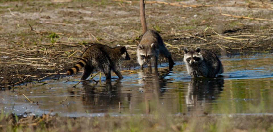 A trio of raccoons pictured on Jan. 11, 2023.