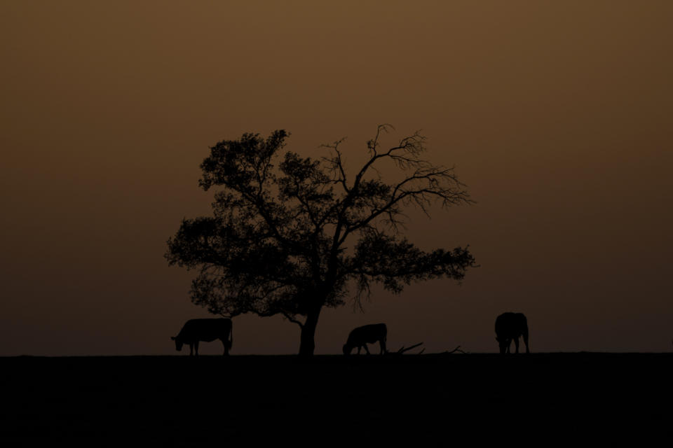 FILE - Cattle graze a field as light from the setting sun illuminates the sky, March 25, 2023, in Axtell, Texas. Climate change is driving warmer winters, and in several cities in the U.S. South farmers have struggled with crop losses or had to replant fields. Cattle ranchers have also been affected. (AP Photo/Julio Cortez, File)
