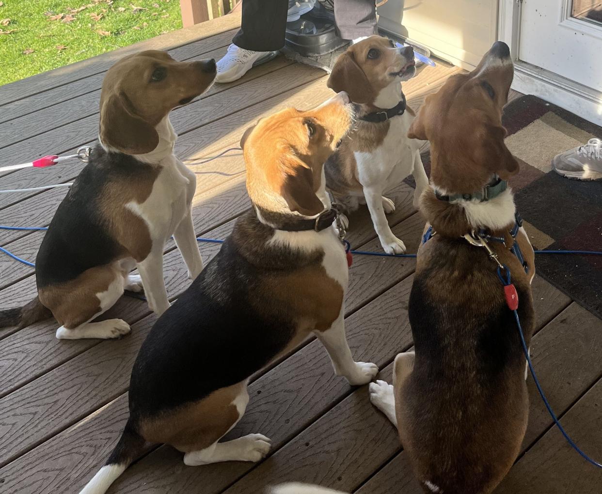 A happy reunion in Beaver County for four beagles adopted from the biggest animal rescue in U.S. history from a Virginia laboratory.