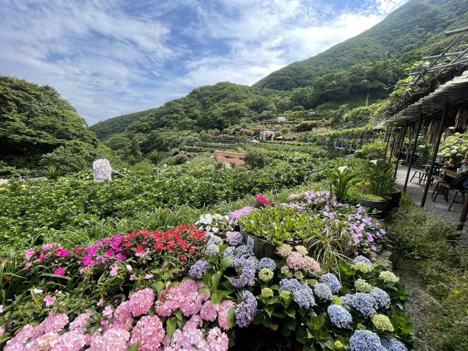 繡球花季5月20日正式開鑼