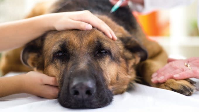 what causes canine kidney cancer