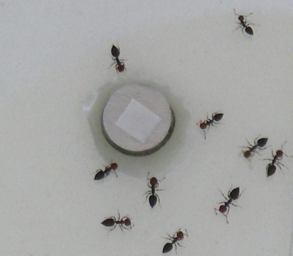 sawfly larvae insect pheromones ants
