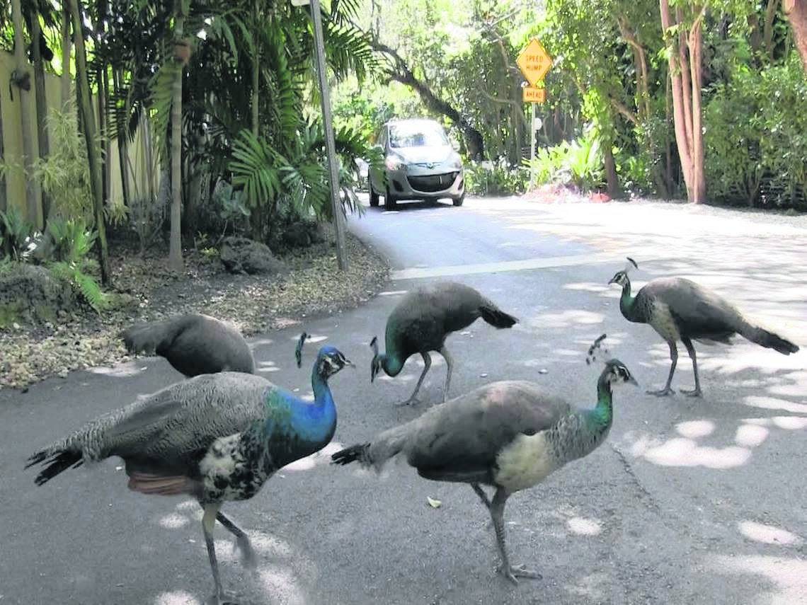 Pinecrest has a plan to deal with the proliferation of peafowl. The birds are pretty but a nuisance, residents say. This is a file photo from 2020. Al Diaz/adiaz@miamiherald.com