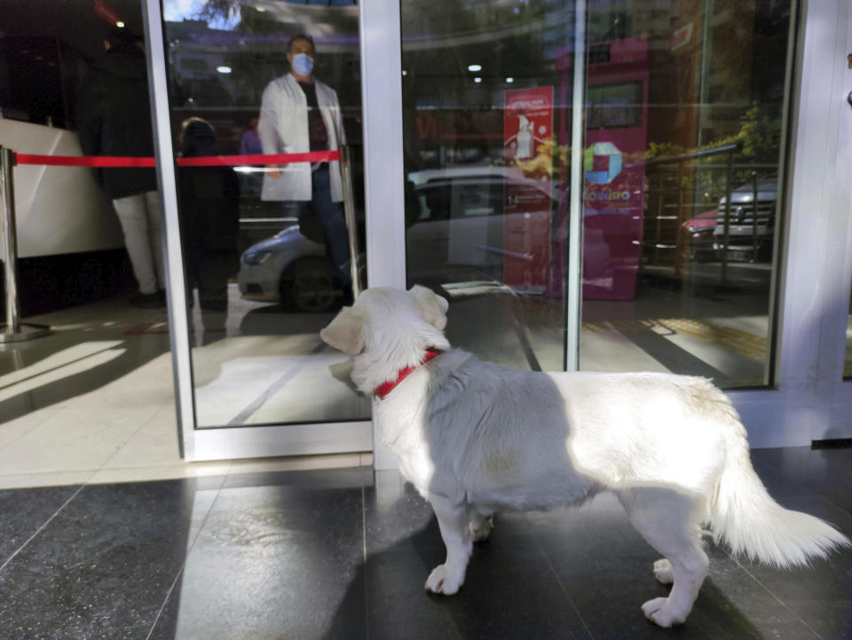 Devoted dog Boncuk looks for his owner, Cemal Senturk, at the entrance of a medical care facility in the Black Sea city of Trabzon, Turkey, Tuesday, Jan. 19, 2021. Boncuk has spent five days waiting in front of the hospital where her sick owner was receiving treatment. Senturk was discharged from the hospital later on Wednesday and returned home with Boncuk.(DHA via AP)