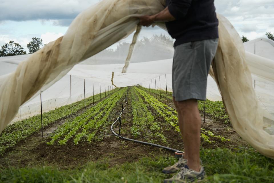 Mac Stone lifts the netting on a hoop house to reveal rows of lettuce underneath, Tuesday, Aug. 15, 2023, at Elmwood Stock Farm in Georgetown, Ky. The organic farmstand-oriented can grow tomatoes and greens the whole year using tools like high tunnels, also known as hoop houses — greenhouse-like arches that shelter crops while still being partially open to the outdoors. (AP Photo/Joshua A. Bickel)