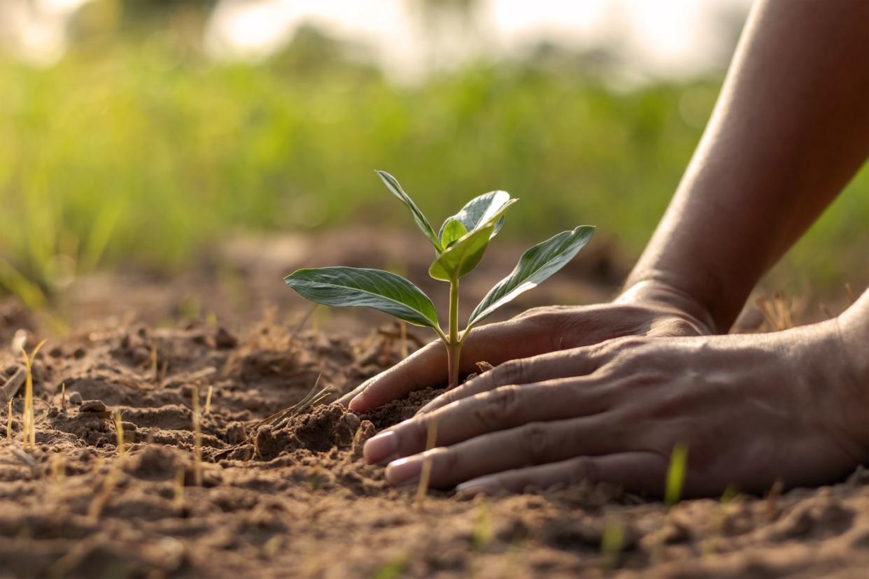 human hands planting seedlings or trees in the soil earth day and global warming campaign