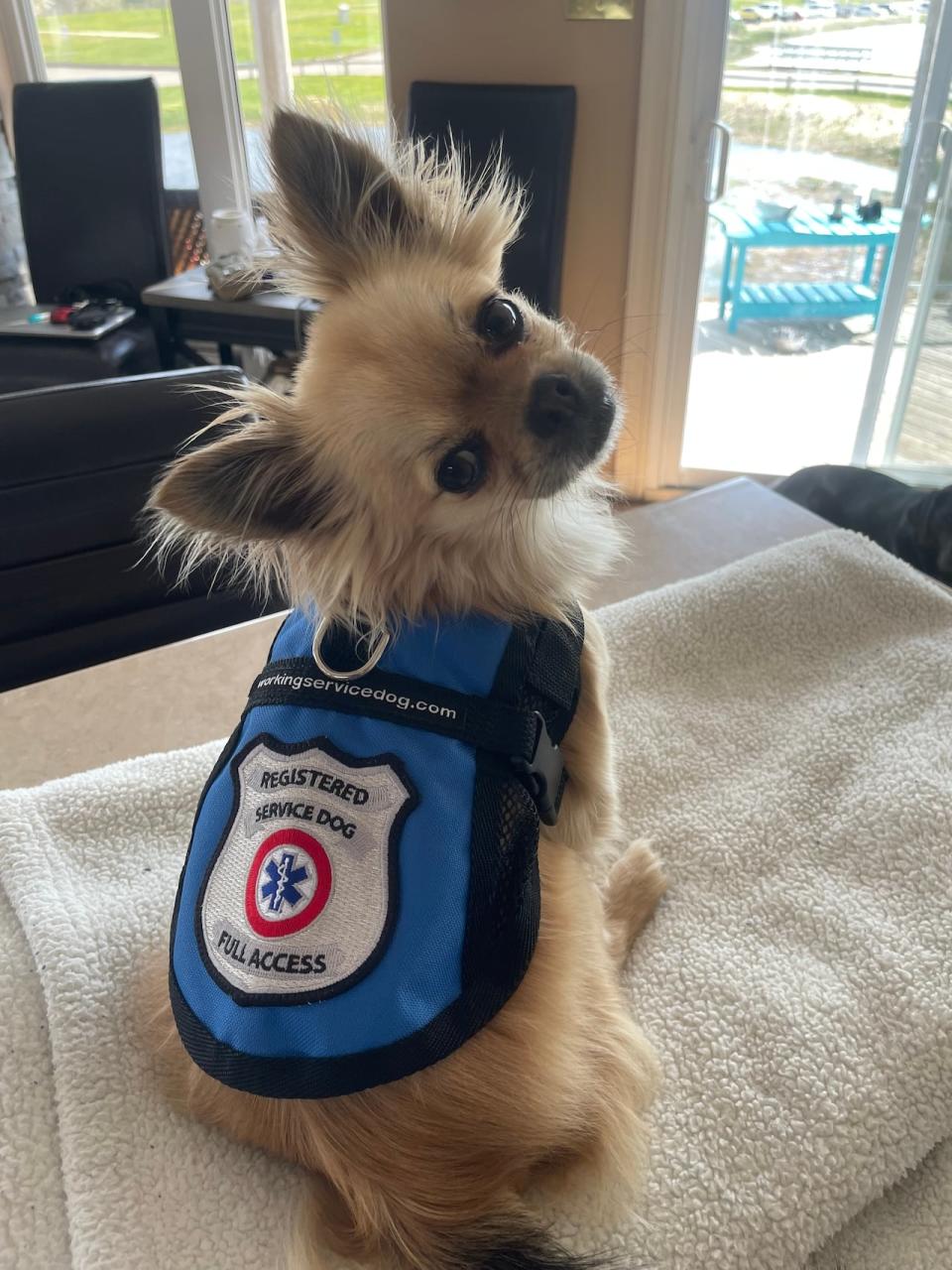 Foxy is a long-haired Chihuahua trained by Bill Grimmer to detect cortisol.