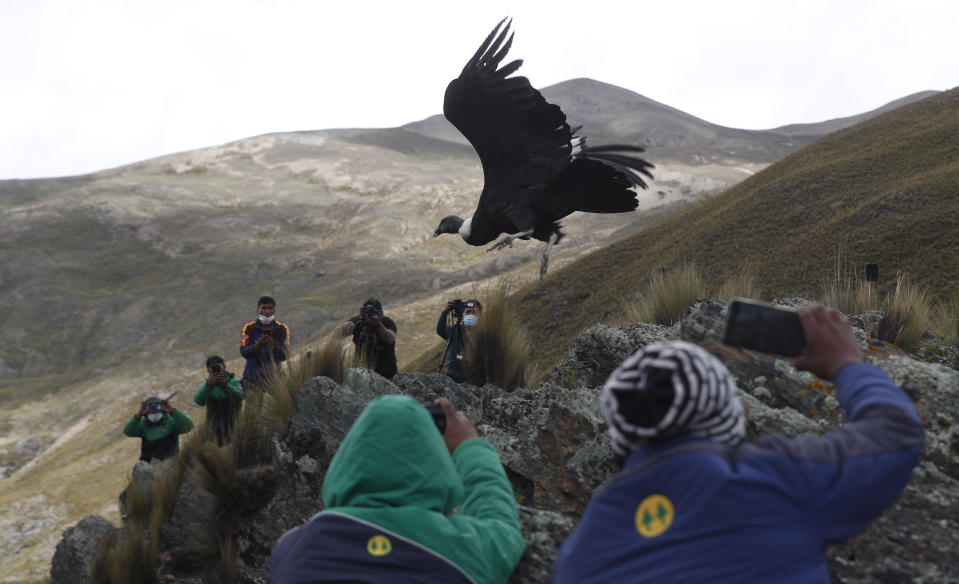 FILE - In this Tuesday, Feb. 23, 2021 file photo, journalists and scientists document the release of an Andean condor into the wild by Bolivian veterinarians, on the outskirts of Choquekhota, Bolivia. Two endangered Bolivian condors were released after recovering from a fall in February, as part of a project run by a state conservation program for the Andean condor. (AP Photo/Juan Karita, File)