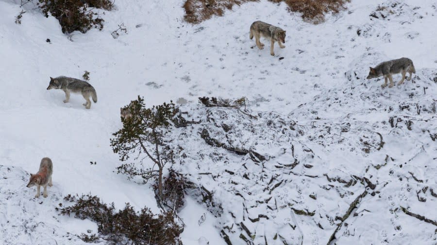 This photo taken Jan. 24, 2023, shows a pack of wolves after they killed a moose at Michigan’s Isle Royale National Park. Gray wolves are thriving at Isle Royale National Park five years after authorities began a last-ditch attempt to prevent the species from dying out on the Lake Superior island chain, scientists said Wednesday, June 14, 2023. (AP Photo/Rolf Peterson, Michigan Technological University)
