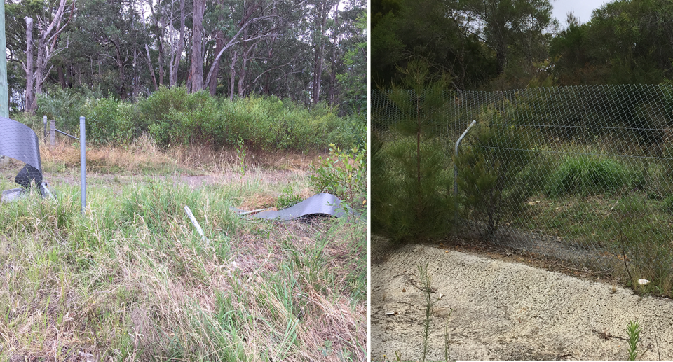 In some sections the fence has fallen away (left) while in other areas trees are growing above it (right). Source: Supplied