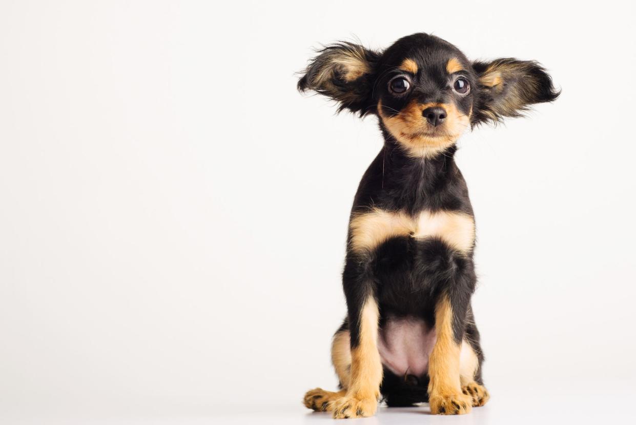 Funny young puppy of Russian toy terrier on a white background. - image