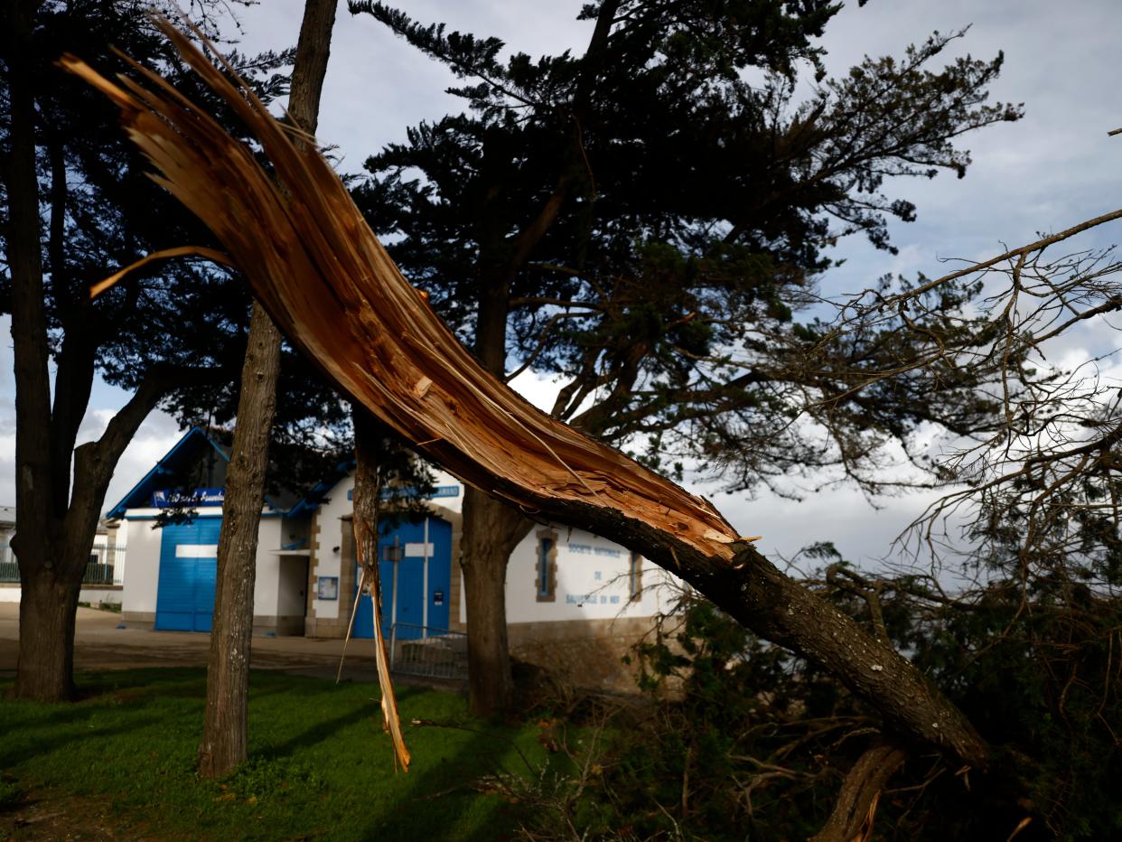 A fallen tree in Brittany (AP)