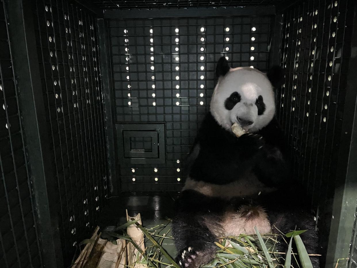 Le Le eating within his custom travel crate. The panda care team spent much time preparing him through training, to get accustomed to the crate and be as comfortable as possible.