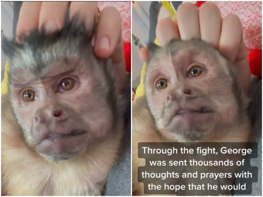 George, a star on the app TikTok, died while getting a dental treatment (TikTok/@heresyourmonkeycontent)