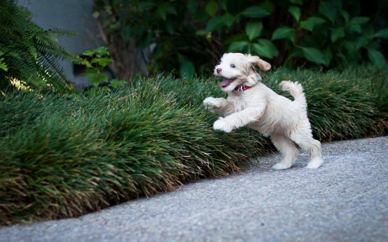 Puppy running with front paws up in air and mouth open - Teresa Short/ Moment Open