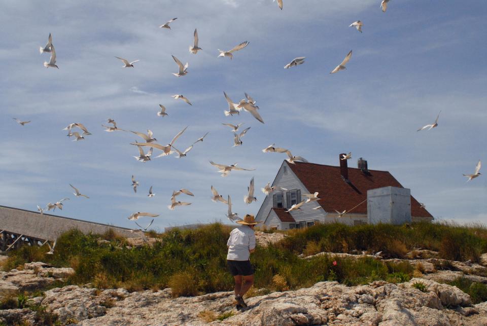 Angry terns fly over the head of researcher Liz Craig as she walks in the vicinity of their nests on White Island, where a tern colony is managed by the Shoals Marine Laboratory.