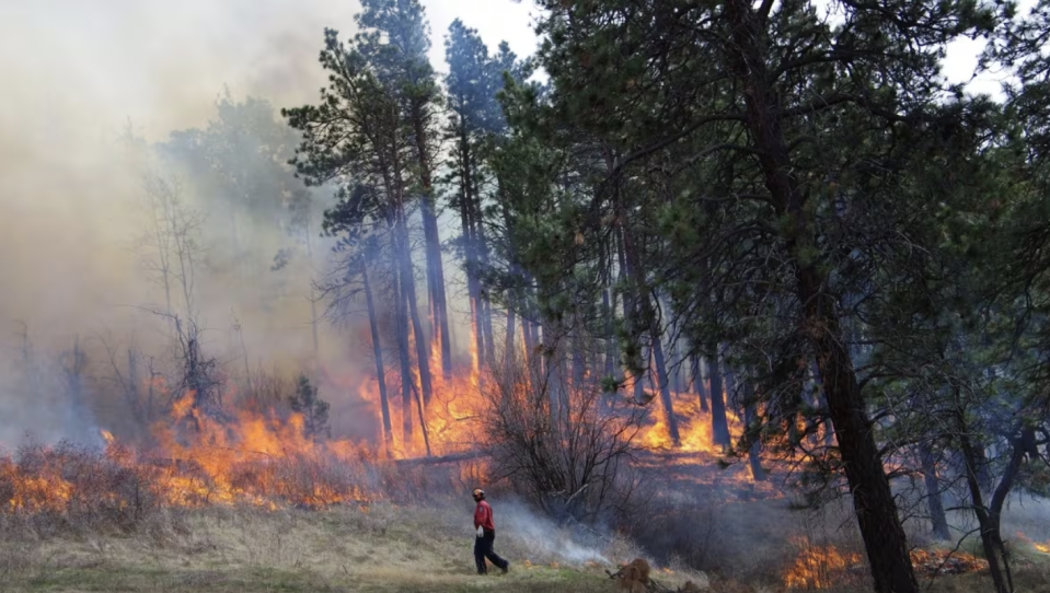 A firefighter watches a prescribed burn proceed near Lytton in 2014. (B.C. Wildfire Management Branch)