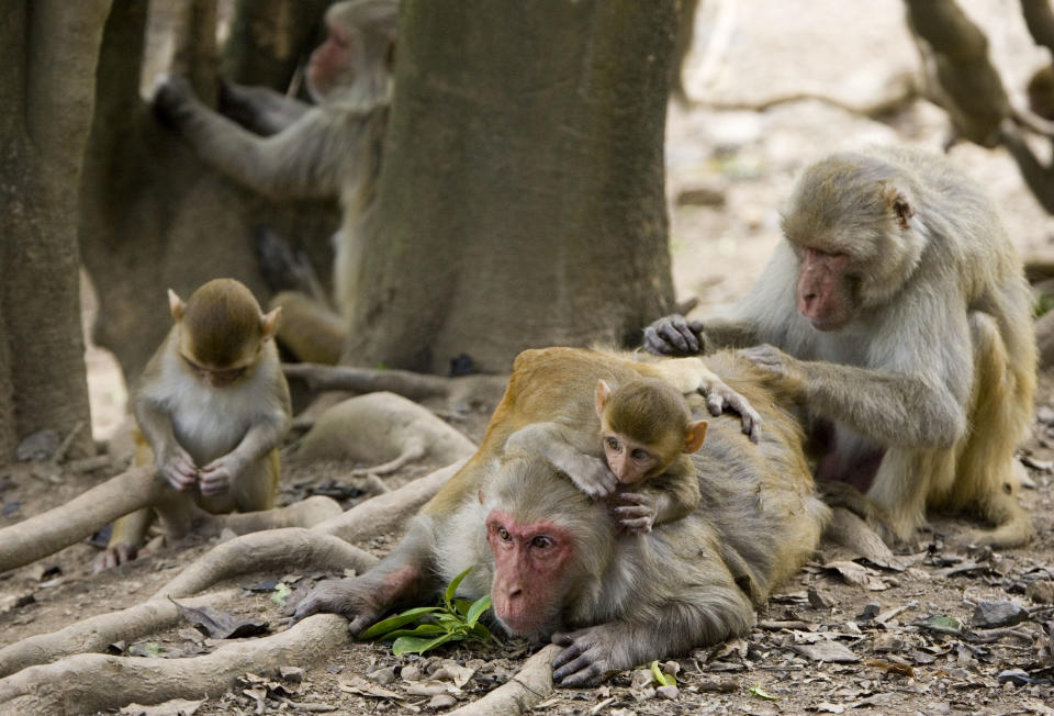 In this July 29, 2008 file photo, rhesus macaque monkeys groom one another on Cayo Santiago, known as Monkey Island, off the eastern coast of Puerto Rico. (Photo: Brennan Linsley/AP)