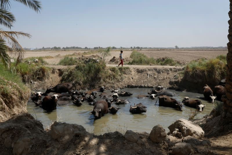 The Wider Image: Drought imperils Iraq's water buffalo and a child's way of life