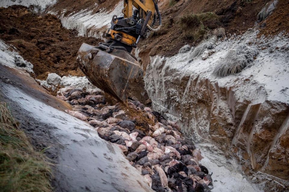 Denmark Mink Cull (Morten Stricker)