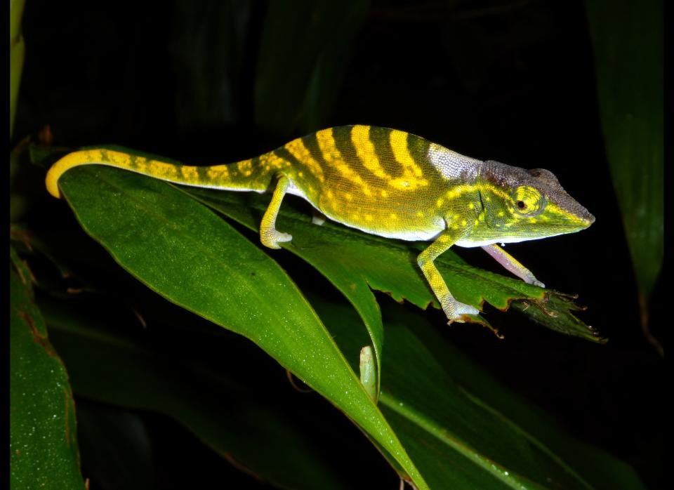 <strong>Scientific Name:</strong> <em>Calumma tarzan</em>    <strong>Common Name: </strong>Tarzan's Chameleon    <strong>Category:</strong> Chameleon    <strong>Population: </strong>Unknown    <strong>Threats To Survival:</strong> Habitat destruction for agriculture