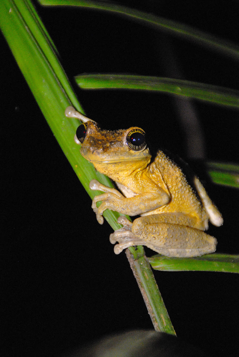 <b>Rainforest Tree Frog - Peru, Amazon Rainforest, 2007</b> <p> I was amazed at the small size of so many of the tree frogs that I encountered in the Amazon – some were only an inch long! Did you know the amphibians are one of the most threatened groups of animals on the planet? Thirty percent of amphibians are threatened with extinction. To learn more and help make a difference, visit <a href="http://www.amphibianark.org/”" rel="nofollow noopener" target="_blank" data-ylk="slk:http://www.amphibianark.org/;elm:context_link;itc:0;sec:content-canvas" class="link ">http://www.amphibianark.org/</a>.</p>