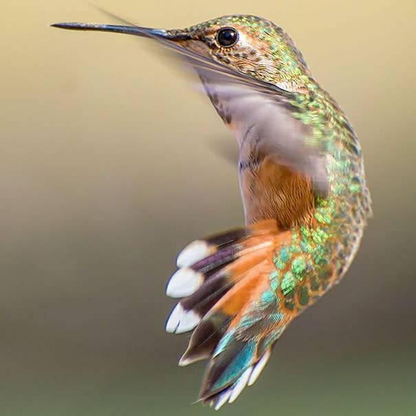 No tan diminuto. Los colibríes son los pájaros más pequeños que existen; muchas especies miden menos de 8 cm de longitud (3,14 pulgadas). Sin embargo, su cerebro representa el 4,2% de su peso total, es decir, es el más grande dentro del reino de las aves. 
