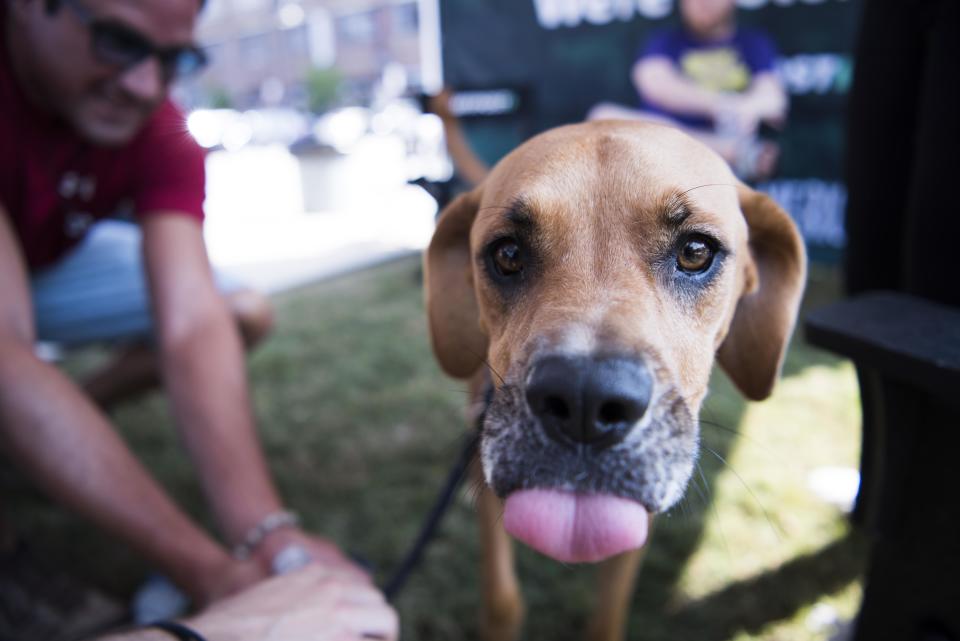 A passerby brings his dog for some watery refreshment during HuffPost's visit to Atlanta.